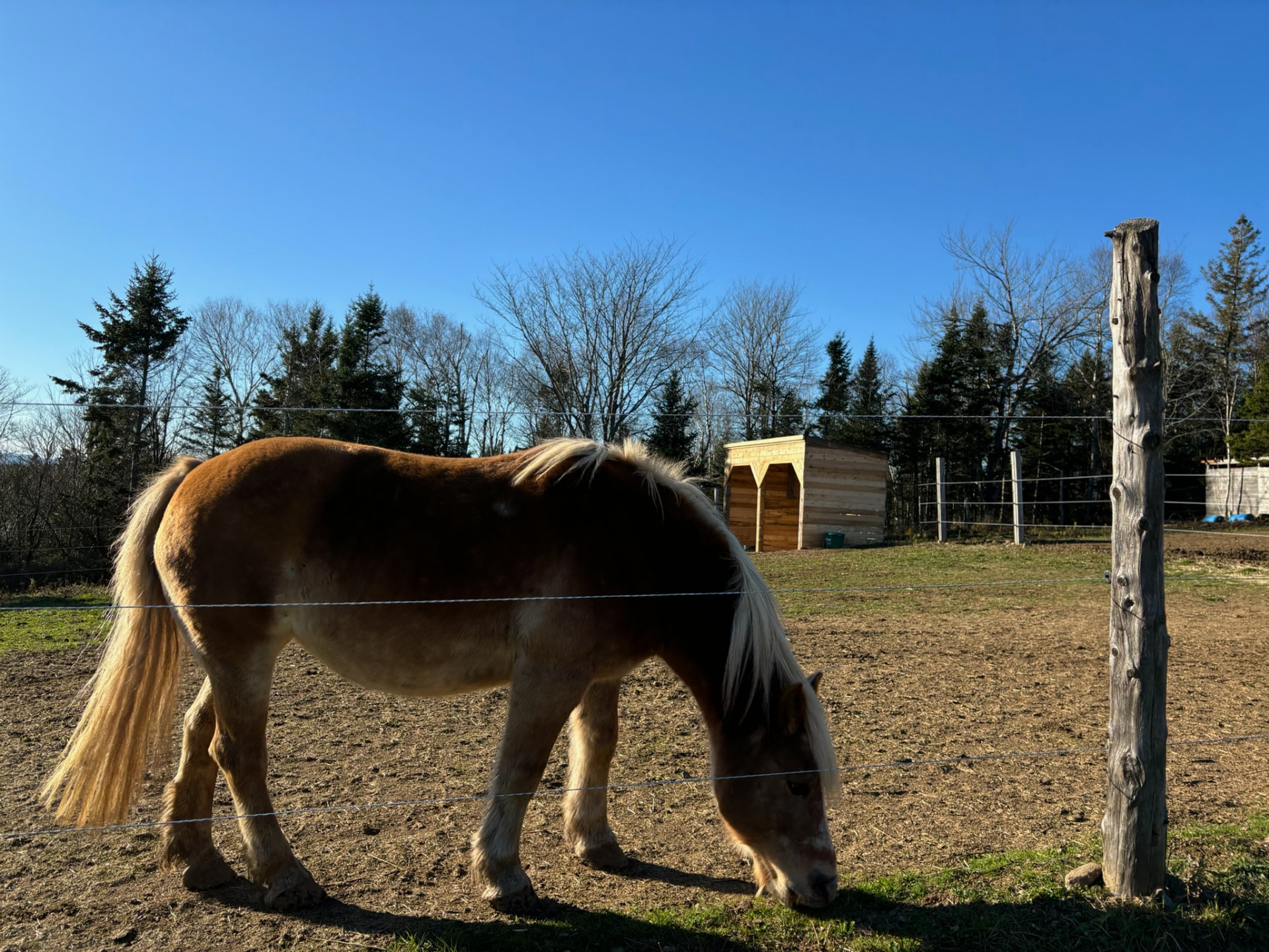 Haflinger grazing near the run-in shelter