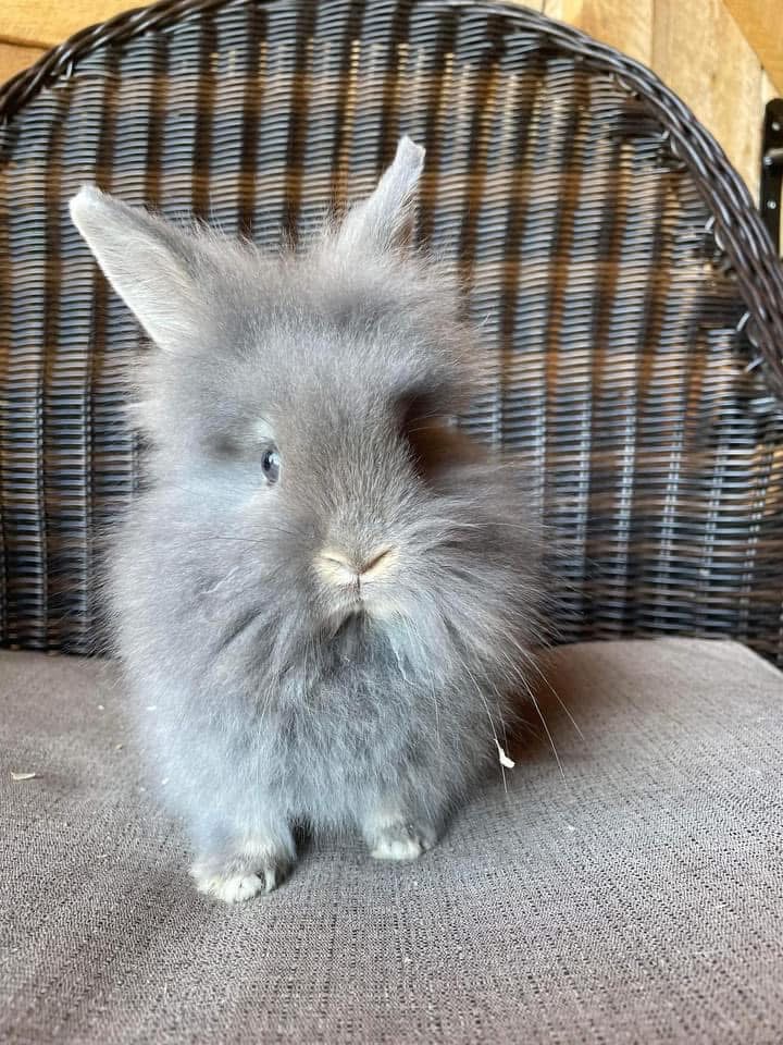 Fluffy grey Lionhead-mix bunny posing on a wicker chair