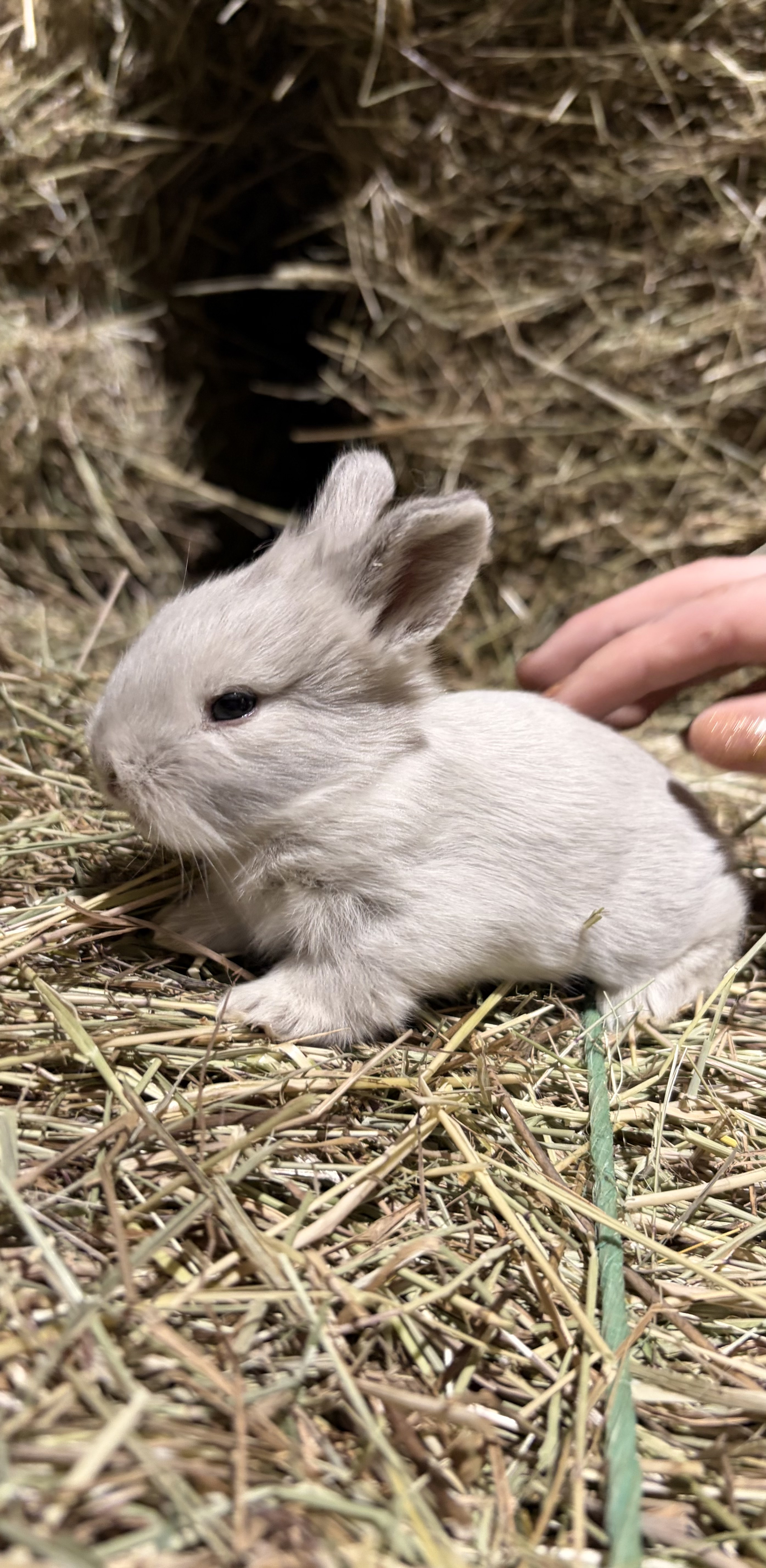Available Lionhead mix bunny