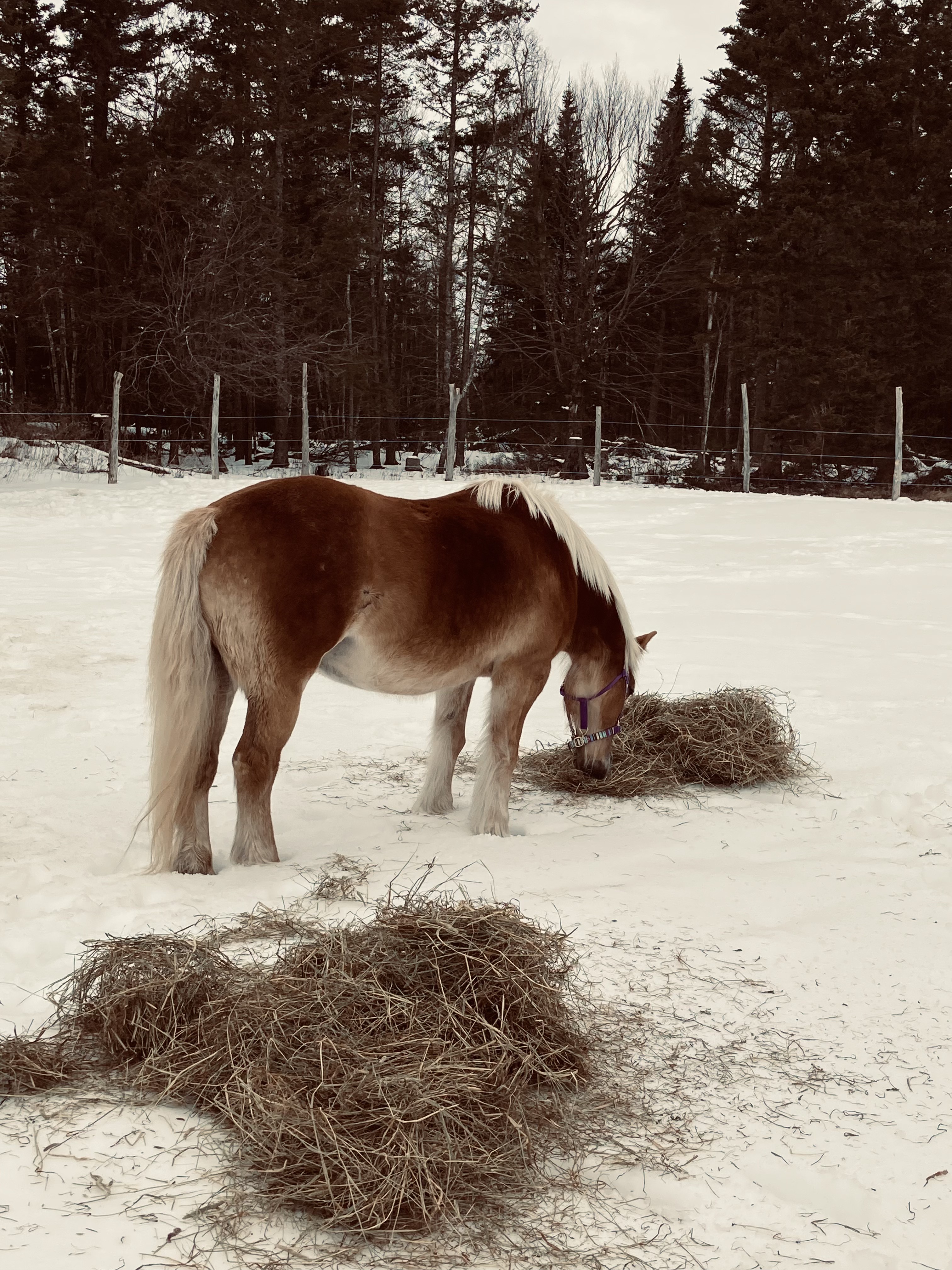 A quiet moment around the barn