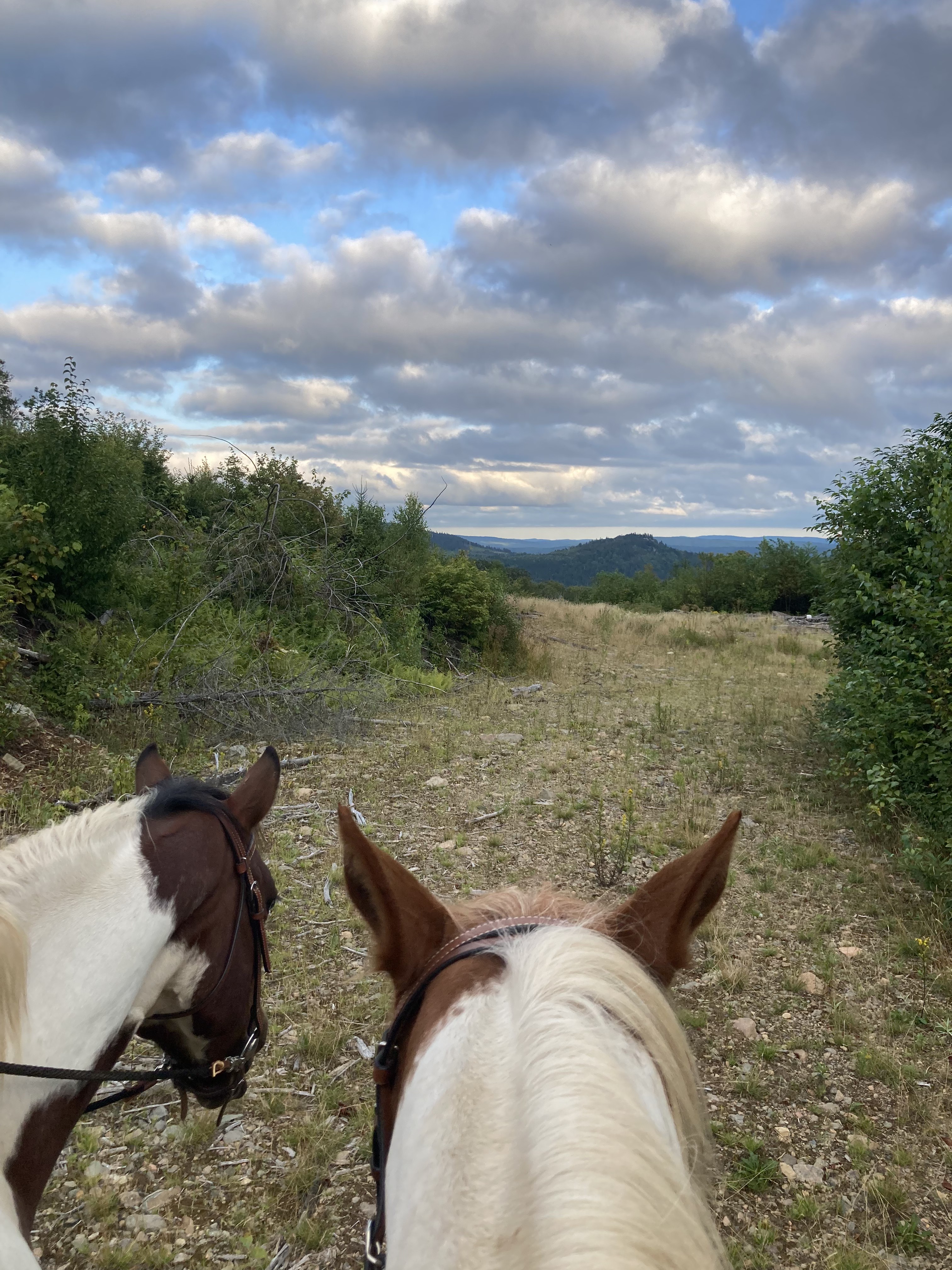 Two horses pausing at a hilltop overlook on the trail
