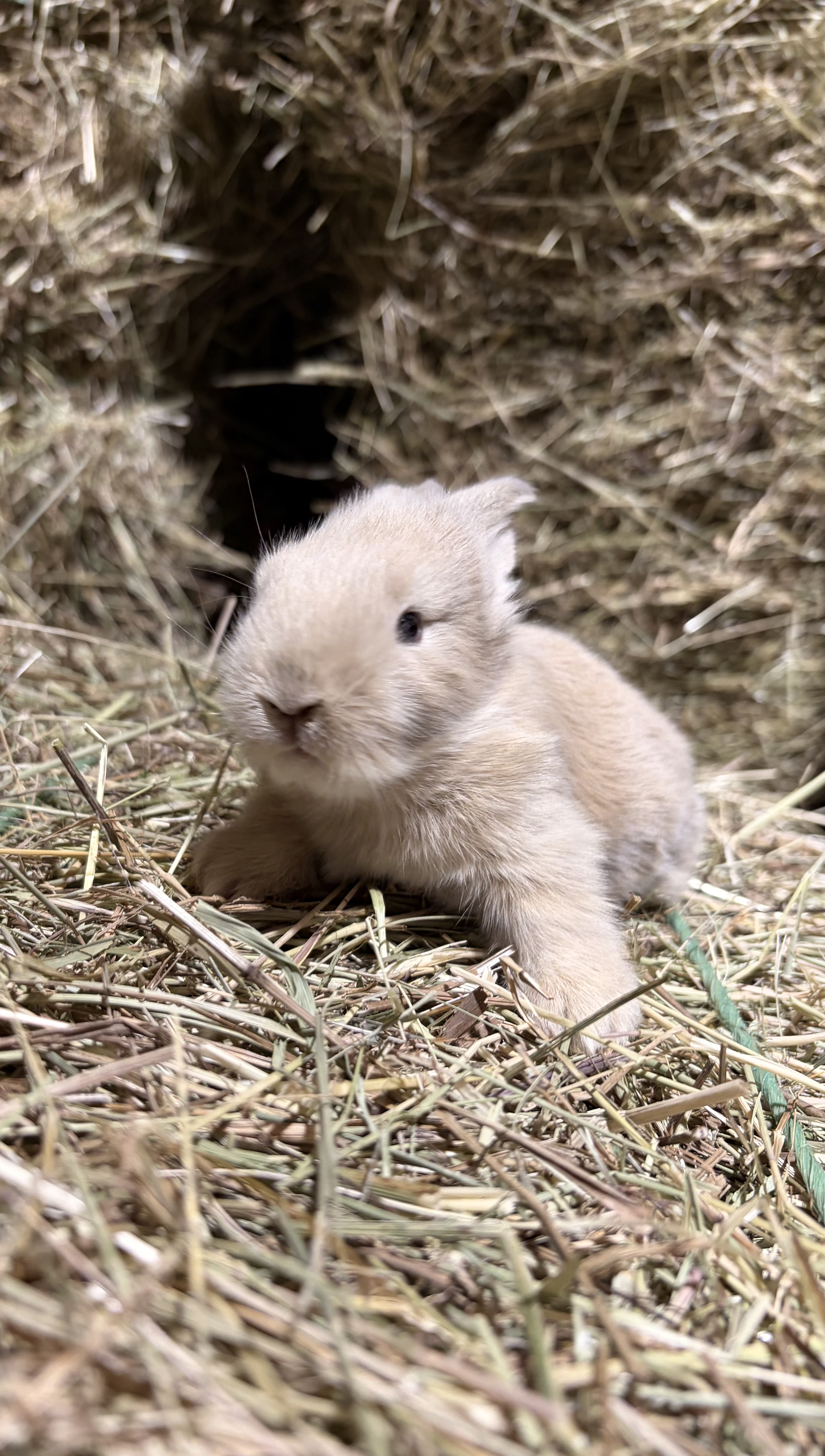 Available Lionhead mix bunny