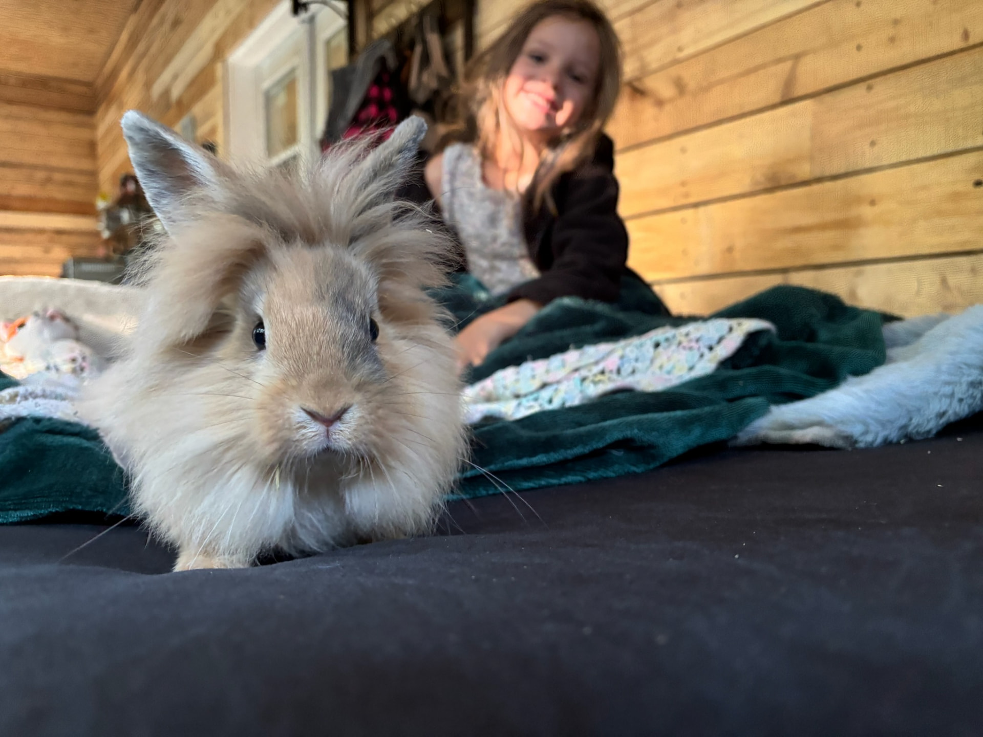 Fluffy Lionhead-mix bunny with a smiling child