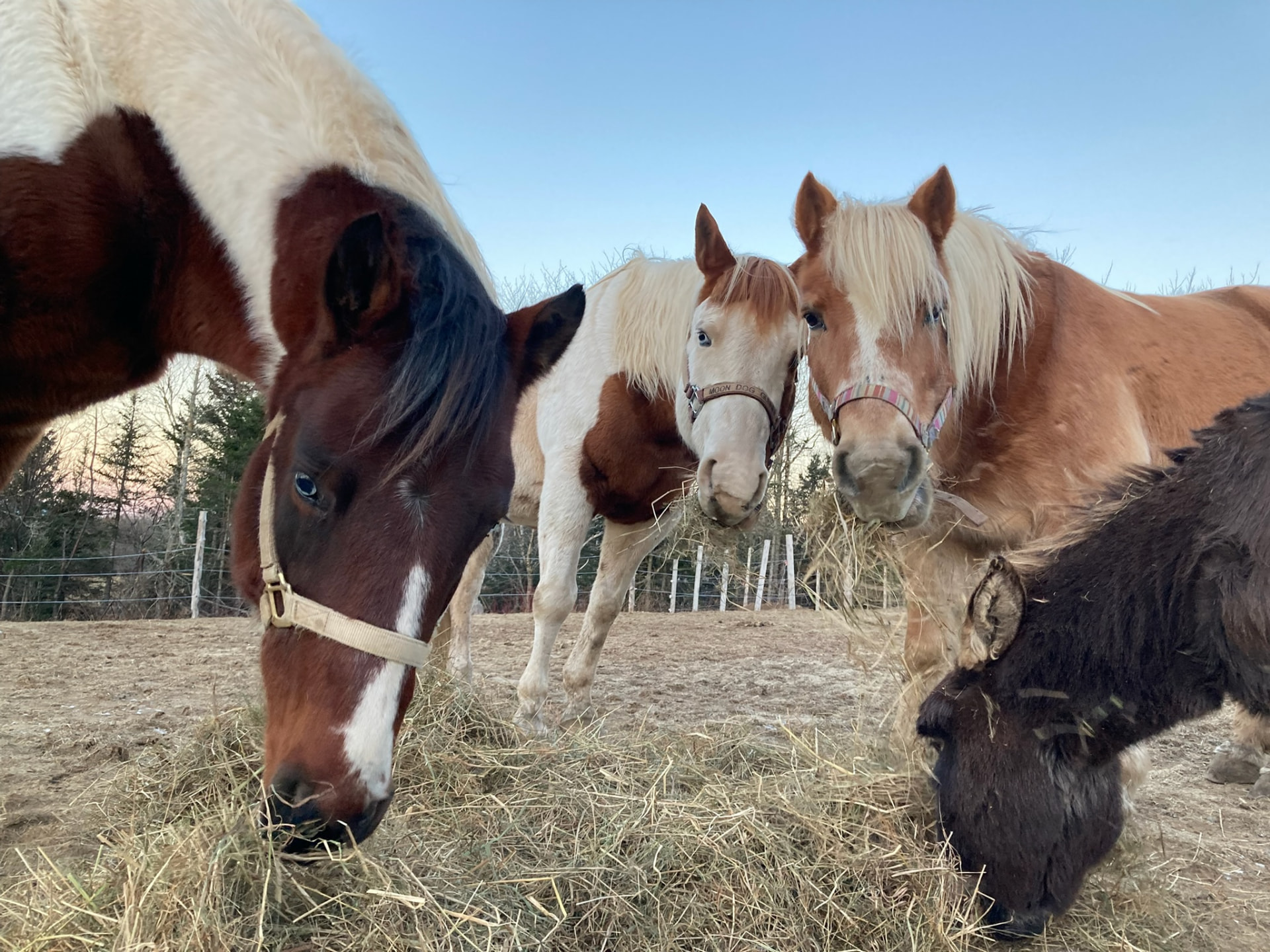 Horses gathered around hay at golden hour