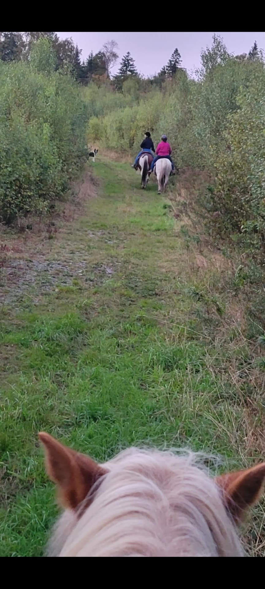 Following two riders and a farm dog down a grassy trail