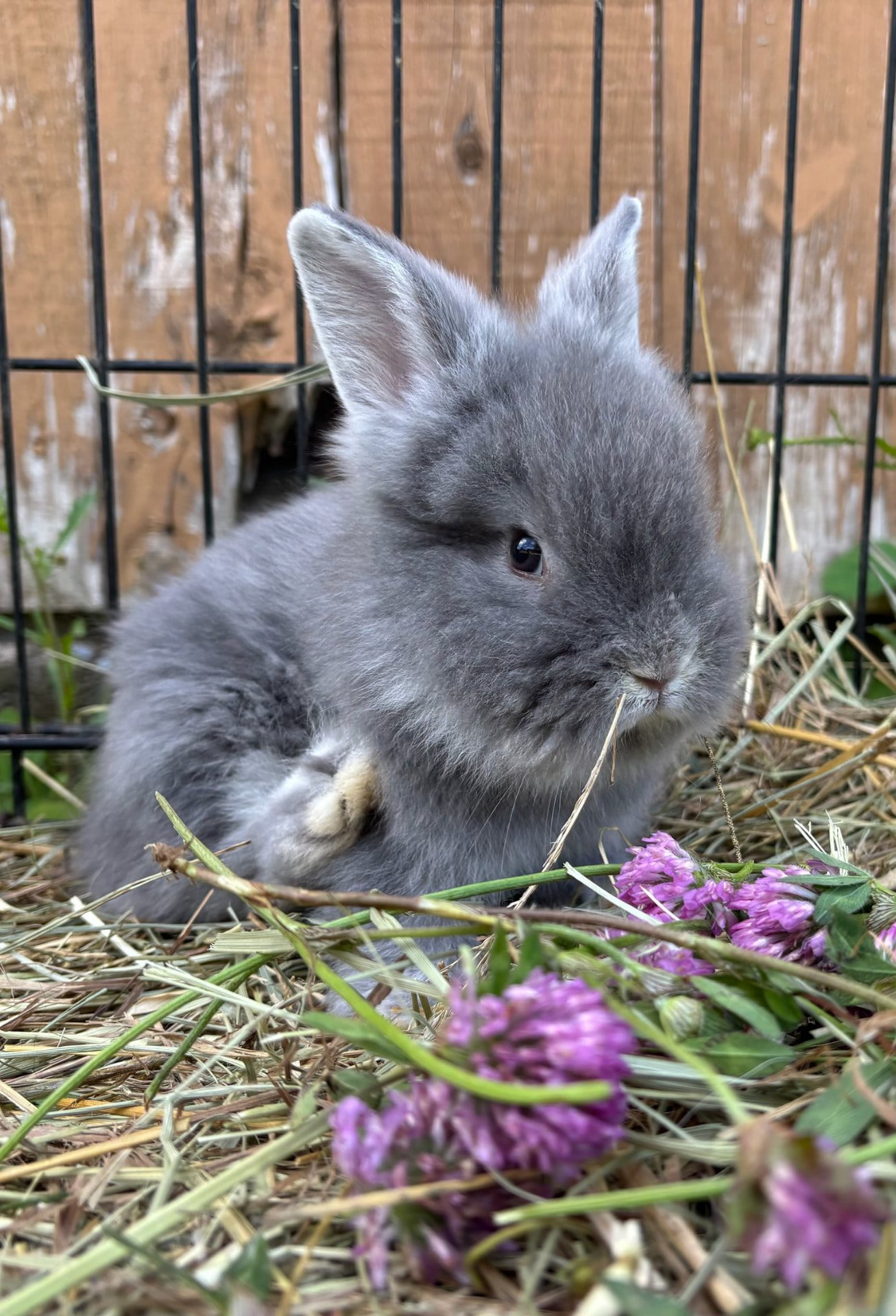 Grey Lionhead-mix bunny nibbling clover blossoms