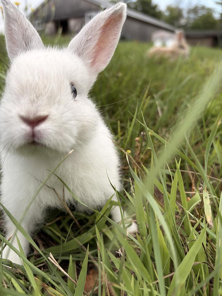 Available Lionhead mix bunny