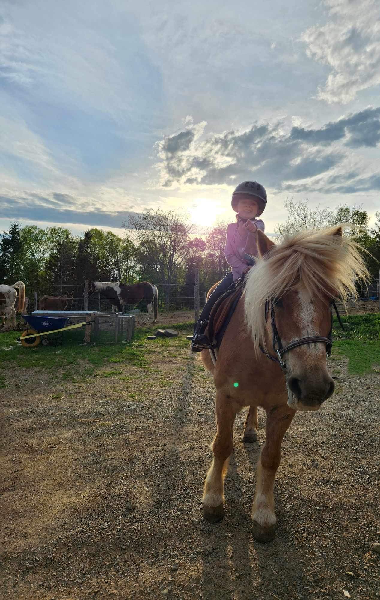 Young rider beaming atop a Haflinger pony at sunset