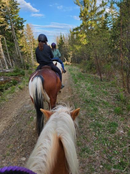 Riders on horseback exploring a wooded trail