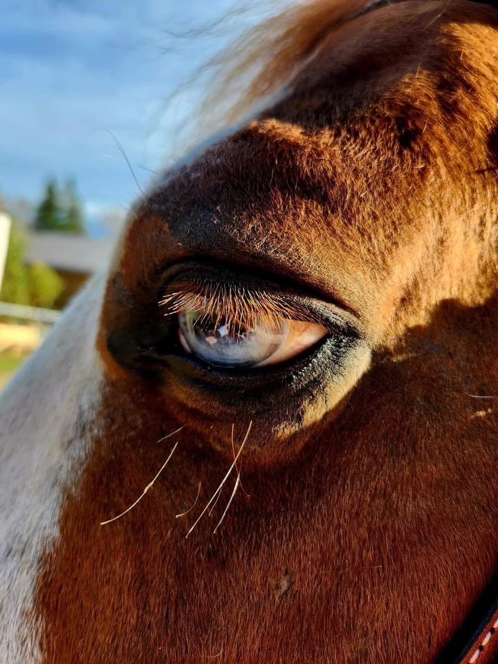Close-up of a horse's eye