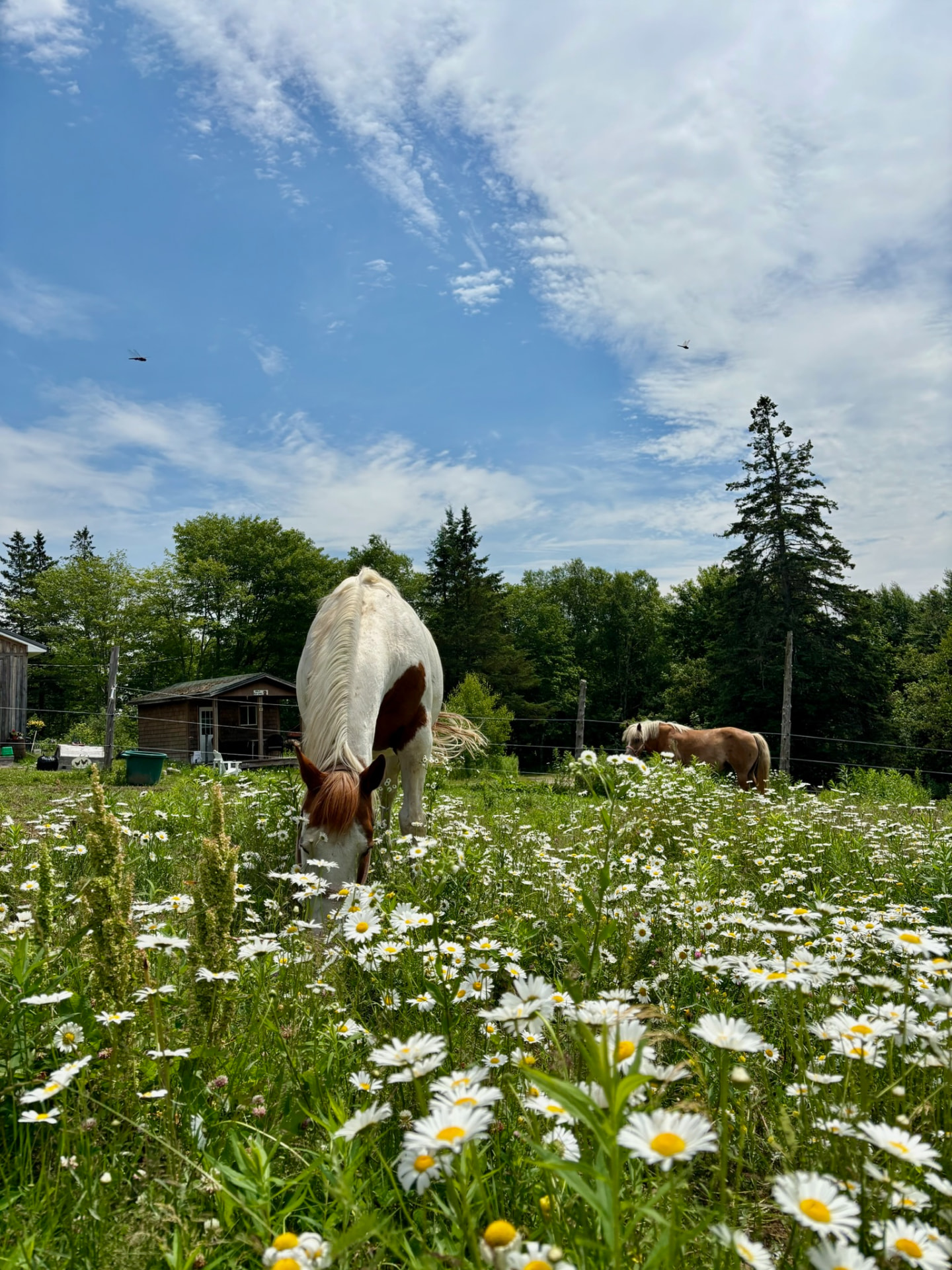 Paint horse grazing in a field of daisies