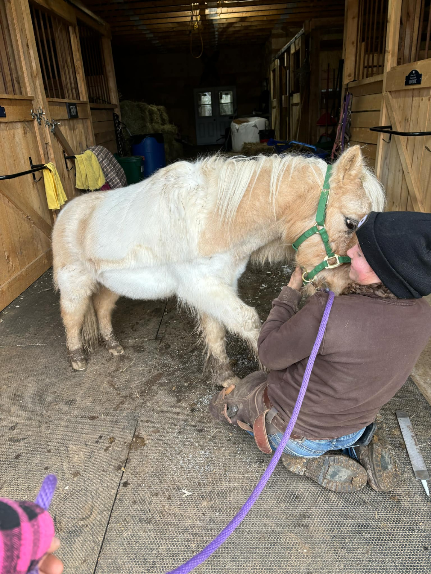 Sharing a quiet moment with a fluffy palomino mini in the barn aisle