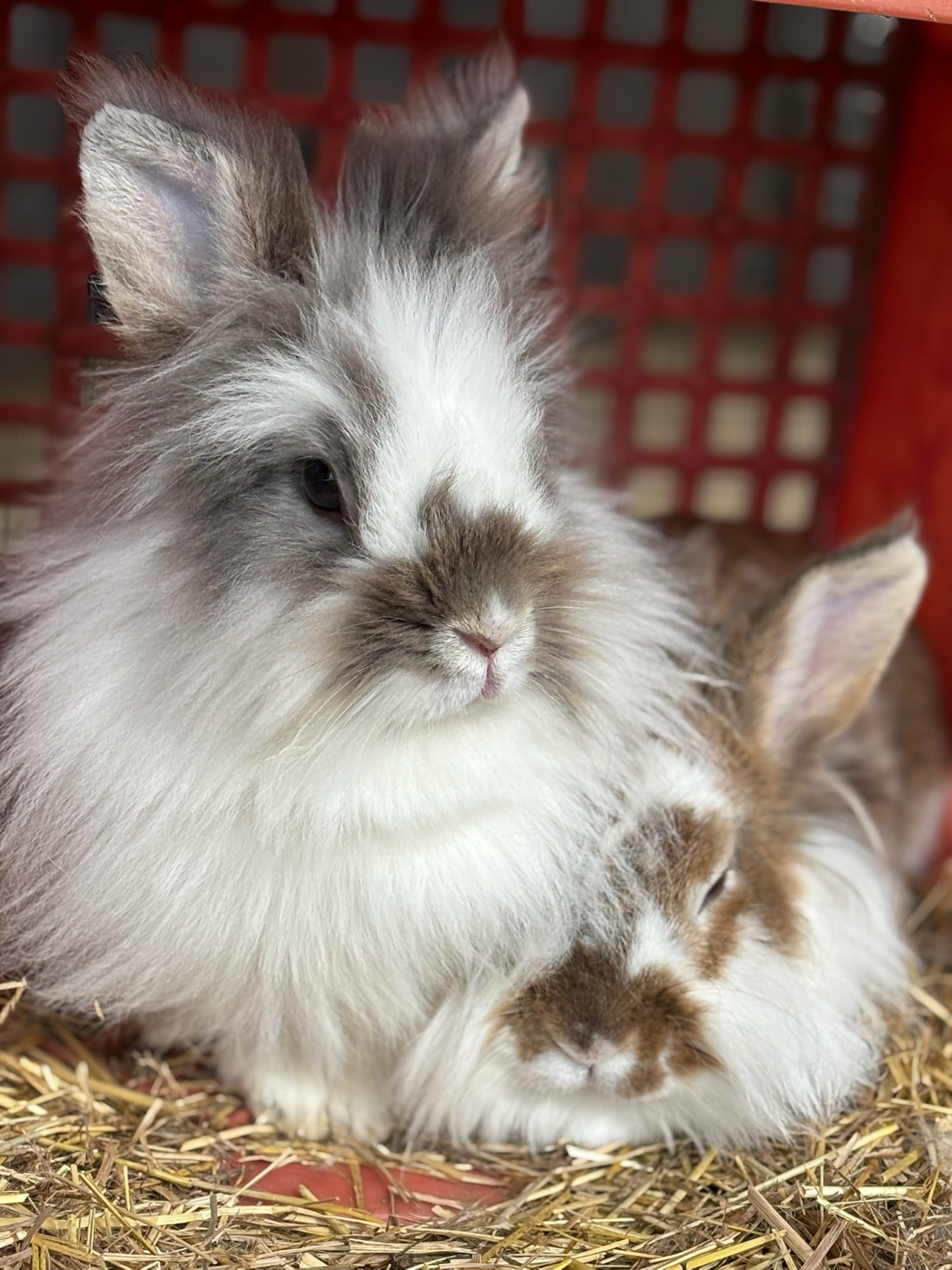 Two fluffy Lionhead-mix bunnies resting in fresh straw