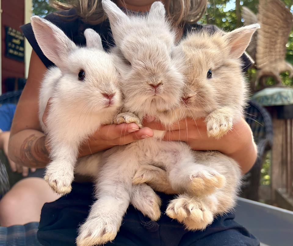 Available Lionhead mix bunny