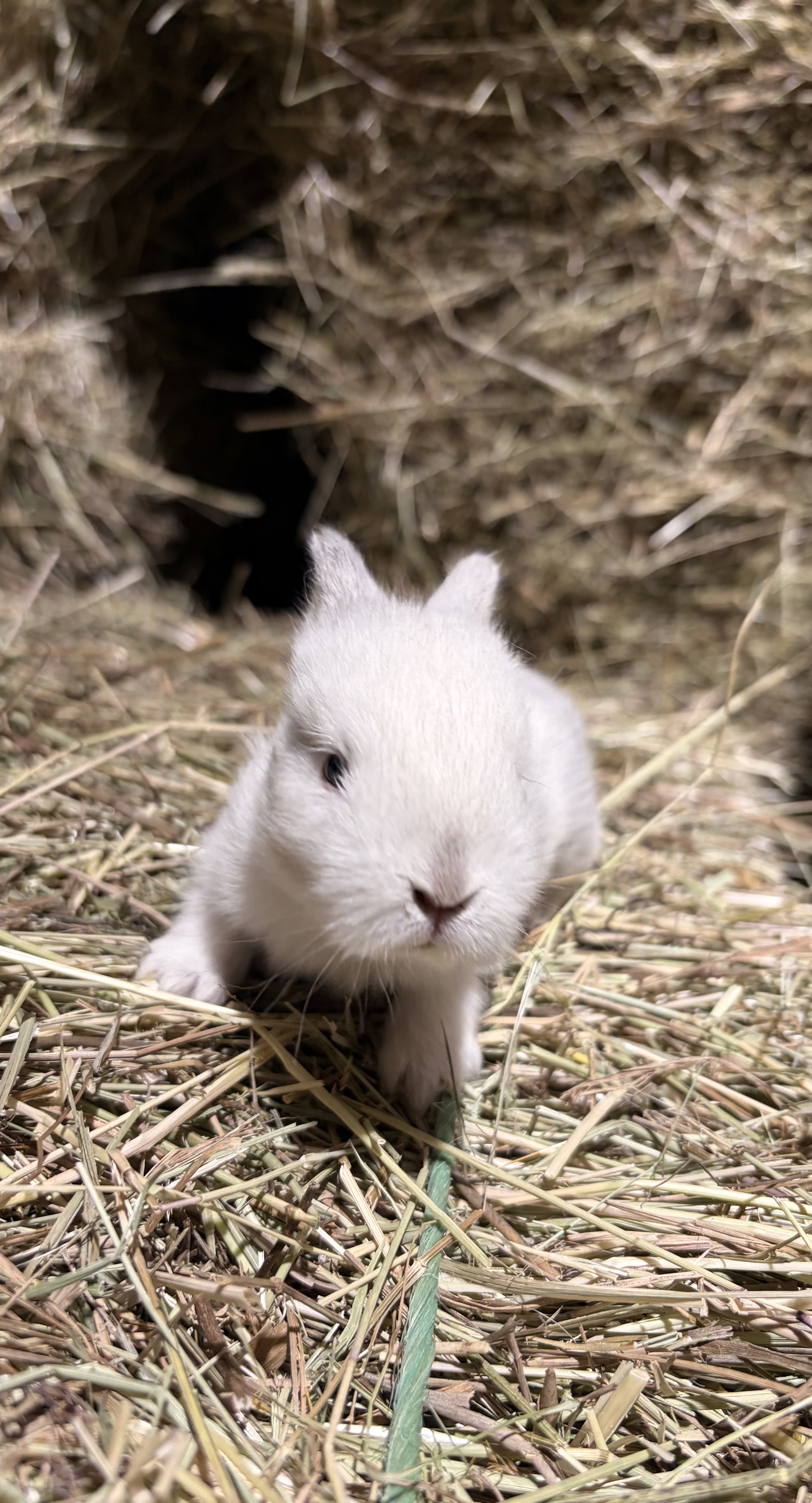 Available Lionhead mix bunny