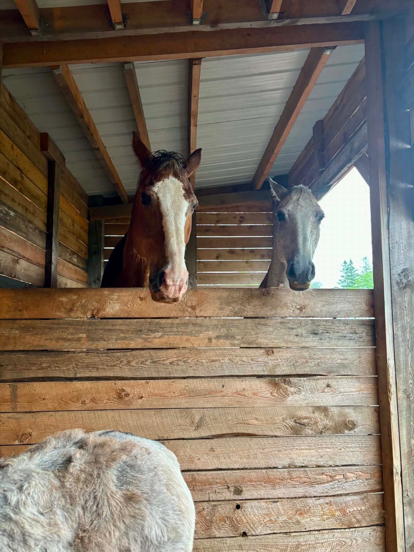 Two horses peeking out from the barn stalls