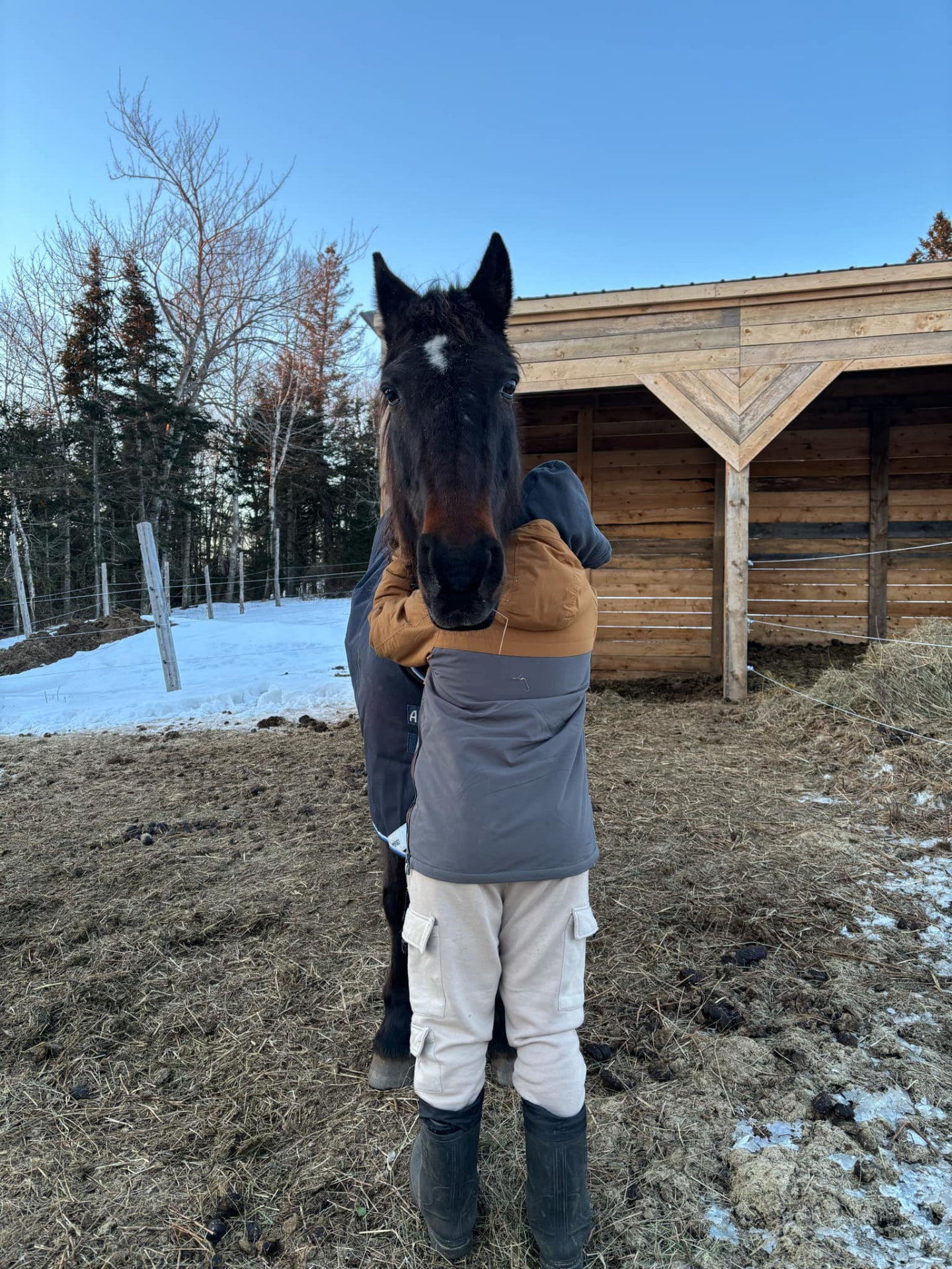 A child hugging a bay horse by the shelter
