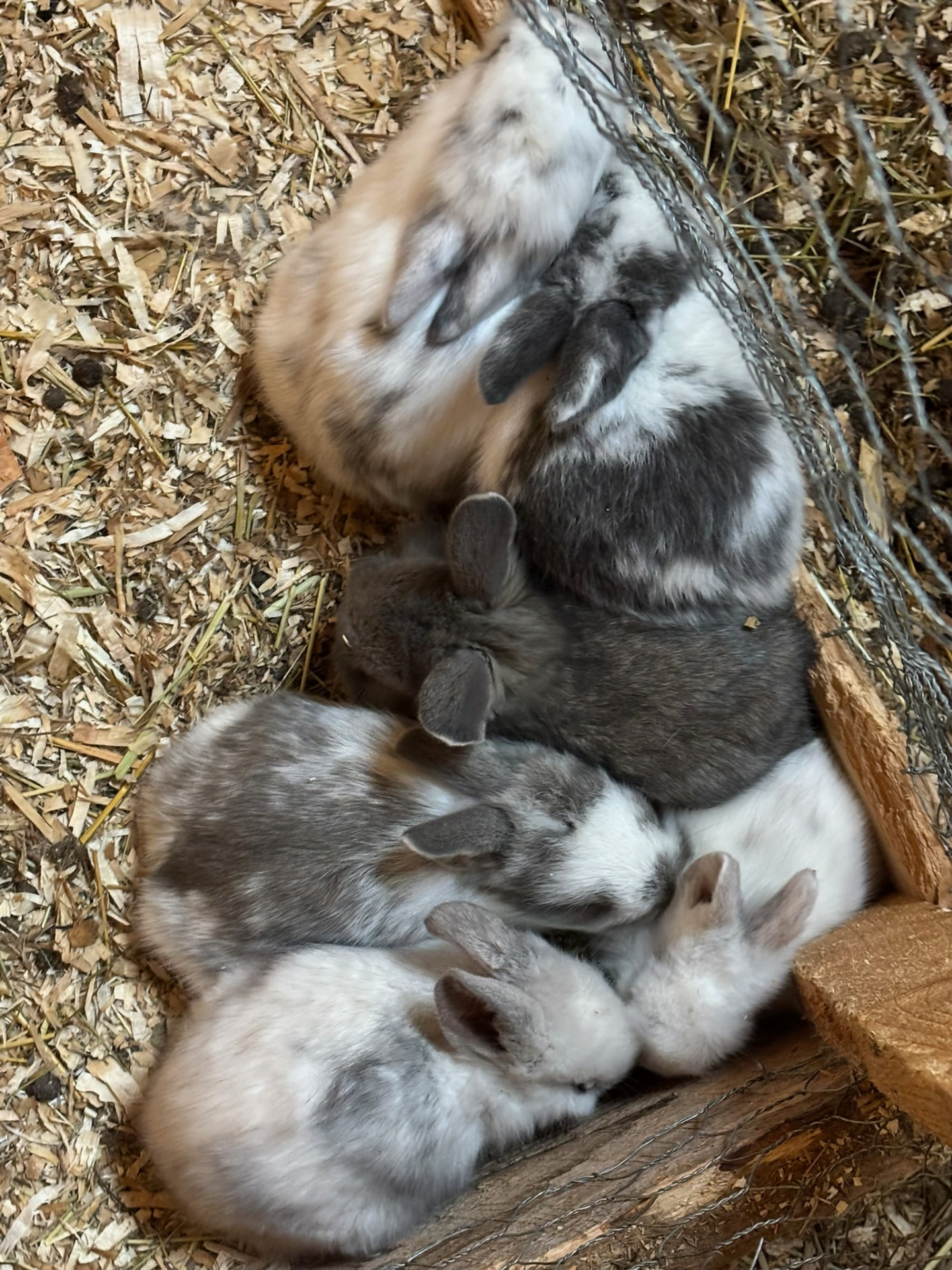 Litter of baby Lionhead-mix bunnies piled together