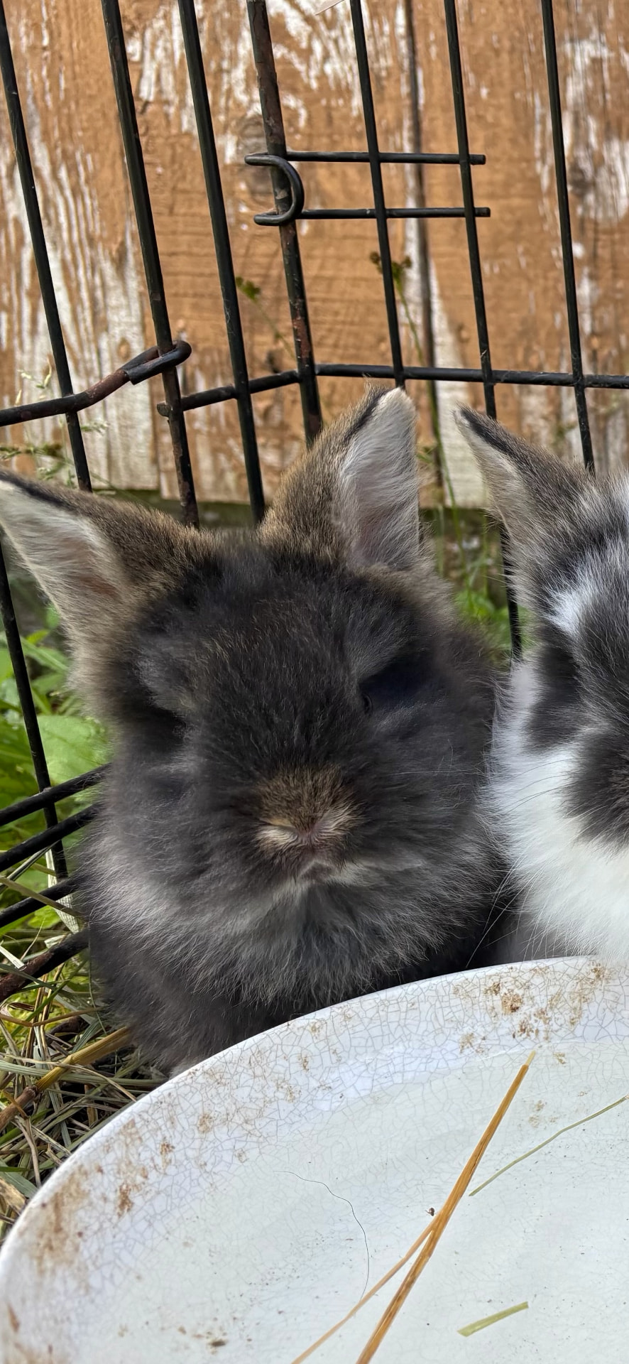 Two young Lionhead-mix bunnies snuggled together