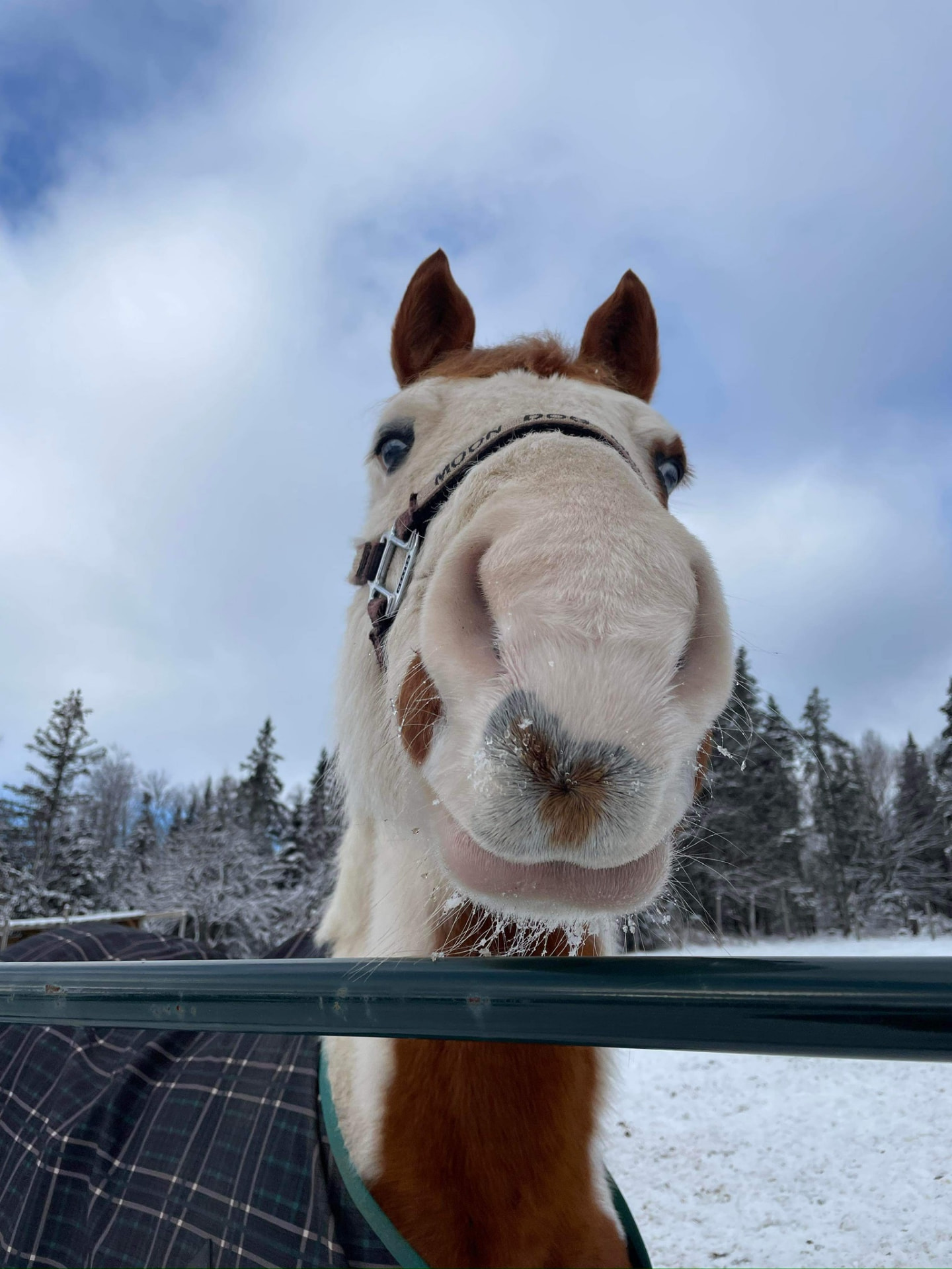 Curious horse peeking over the fence in winter