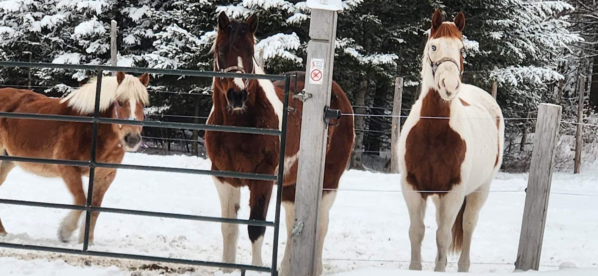 Three horses at the gate in fresh snow