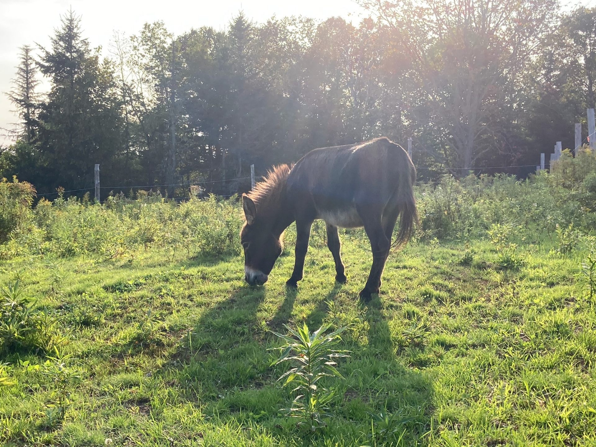 Pony grazing in golden evening light