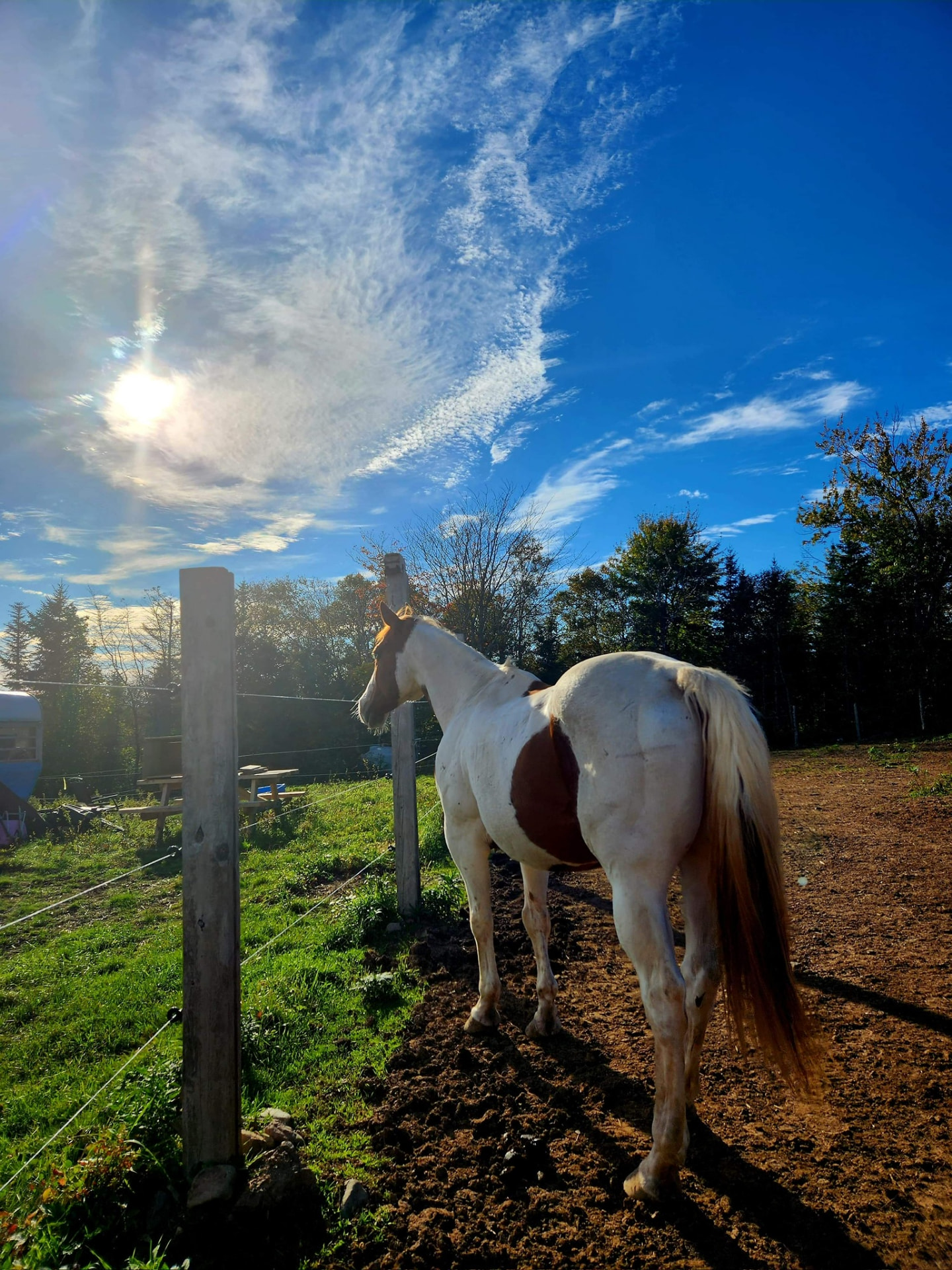 Paint horse in the paddock at sunset