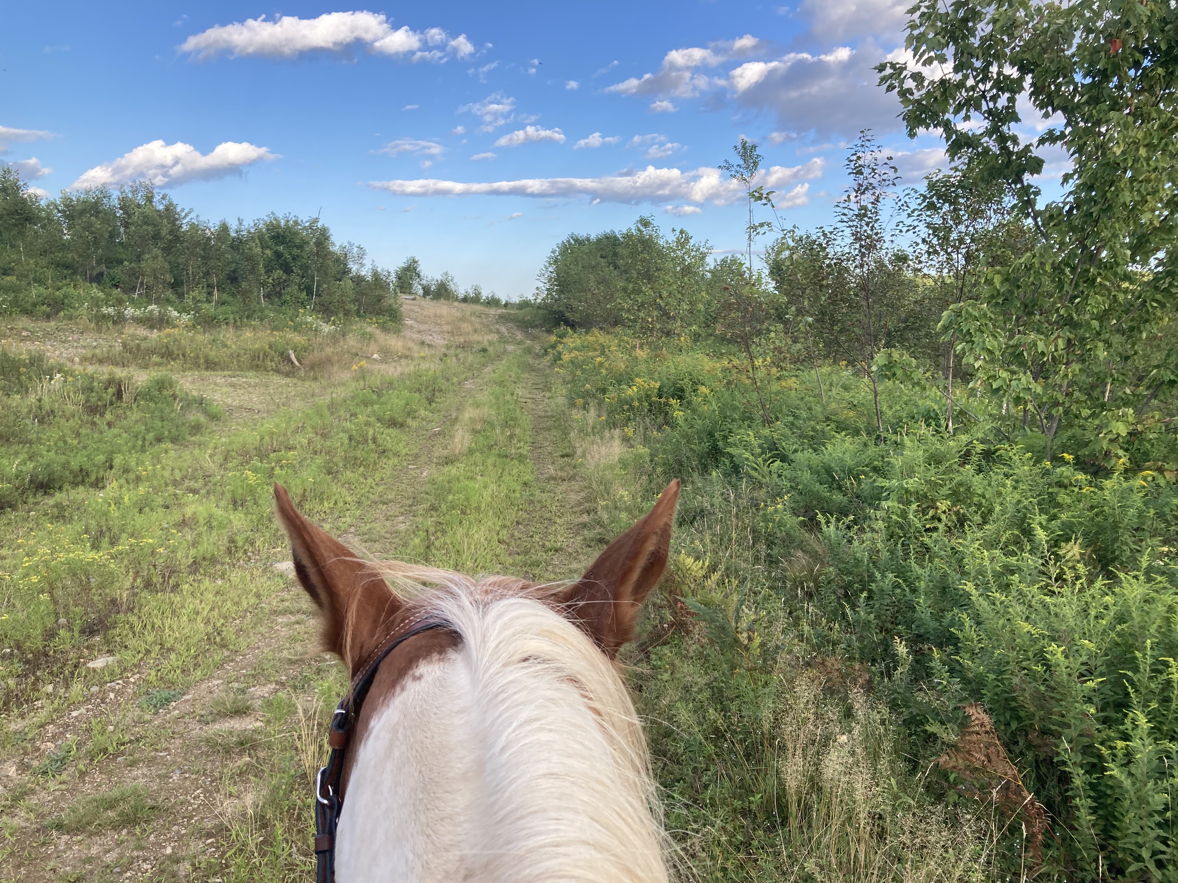Between the ears view down a summer trail under blue skies