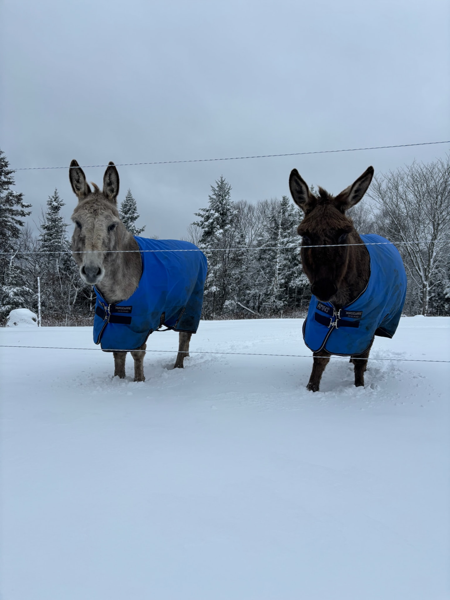 Two donkeys in blue winter coats in fresh snow