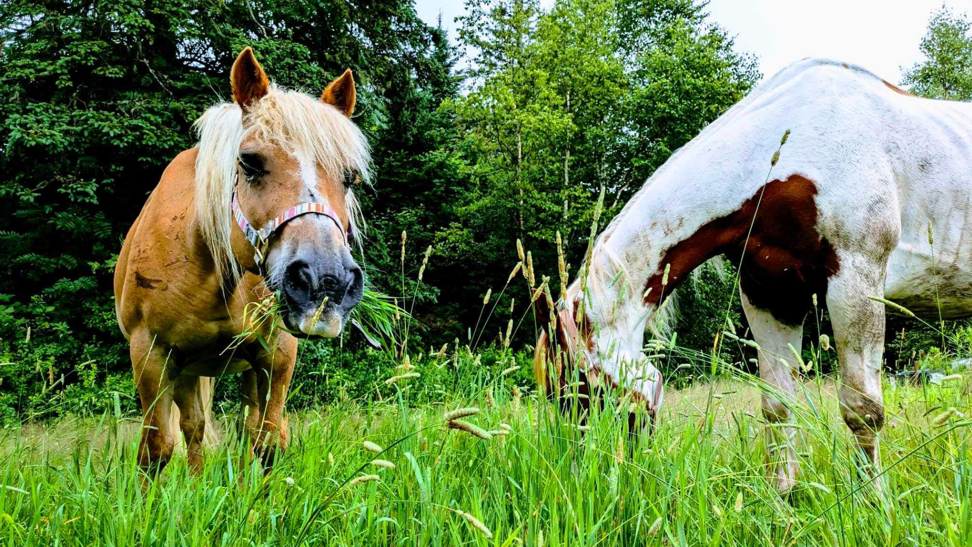 Two horses grazing in the green pasture