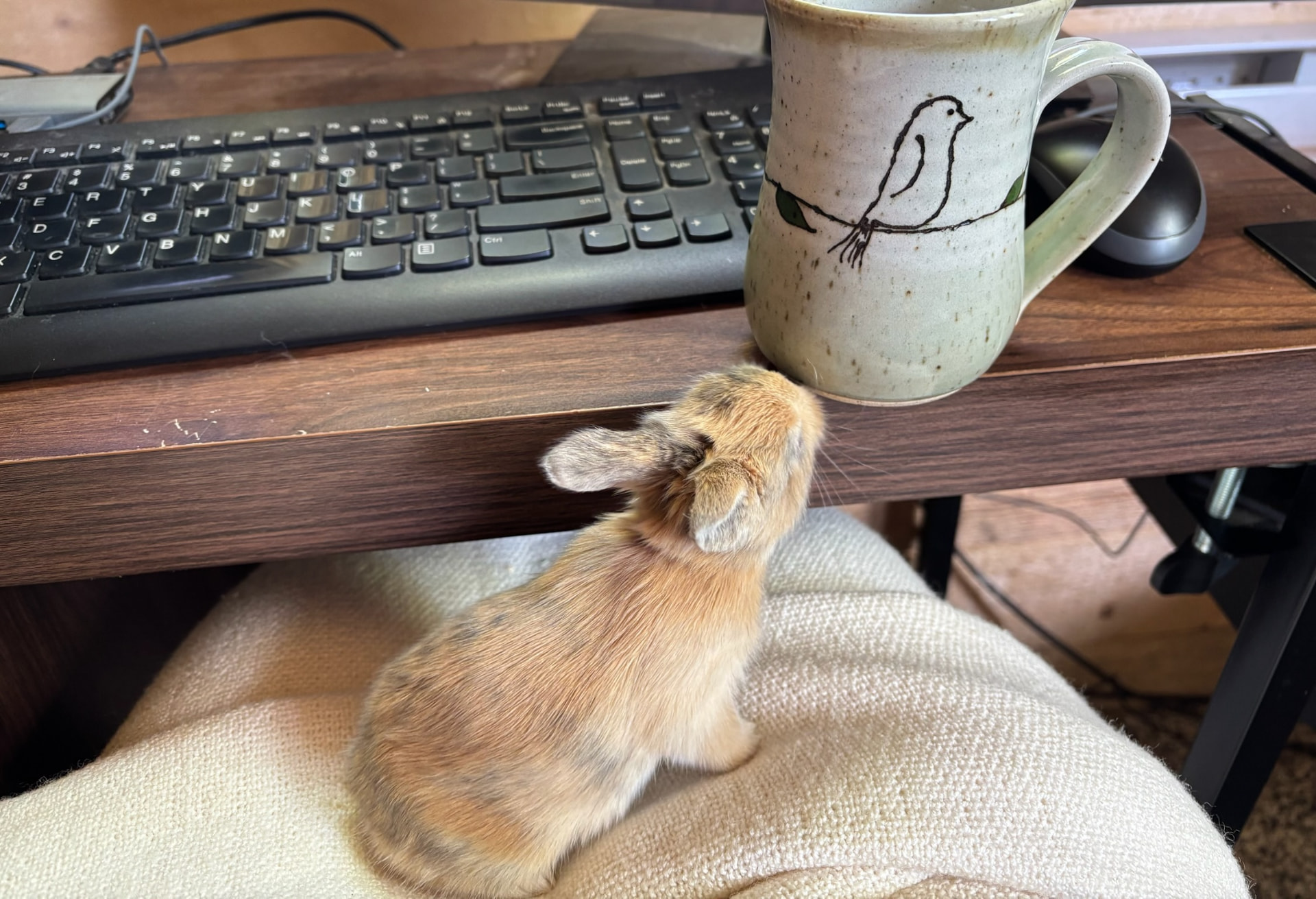 Lionhead Rabbitry