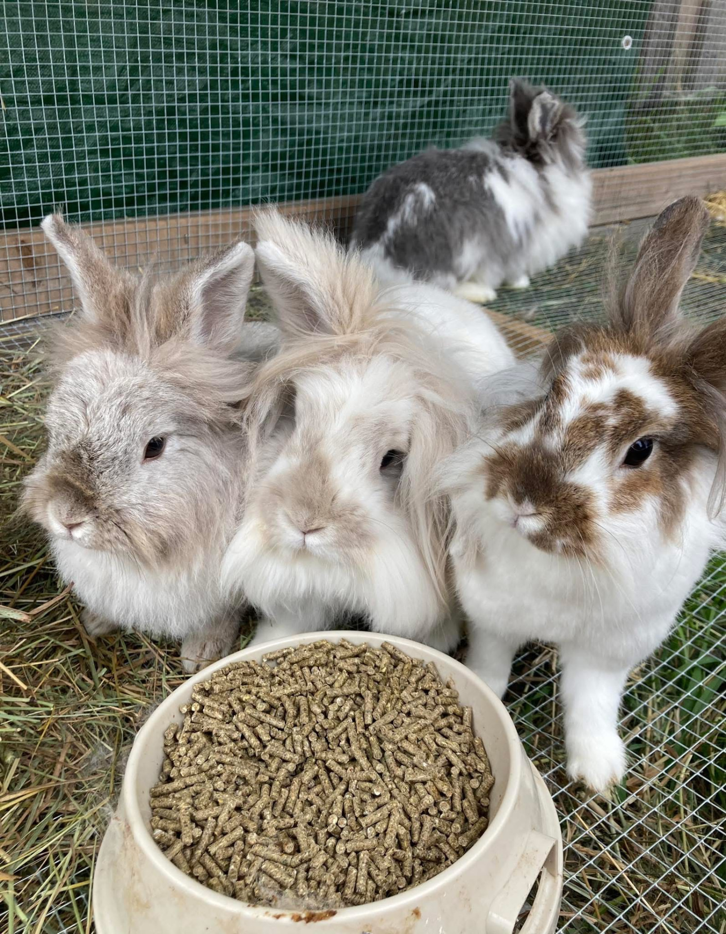 Group of baby Lionhead rabbits